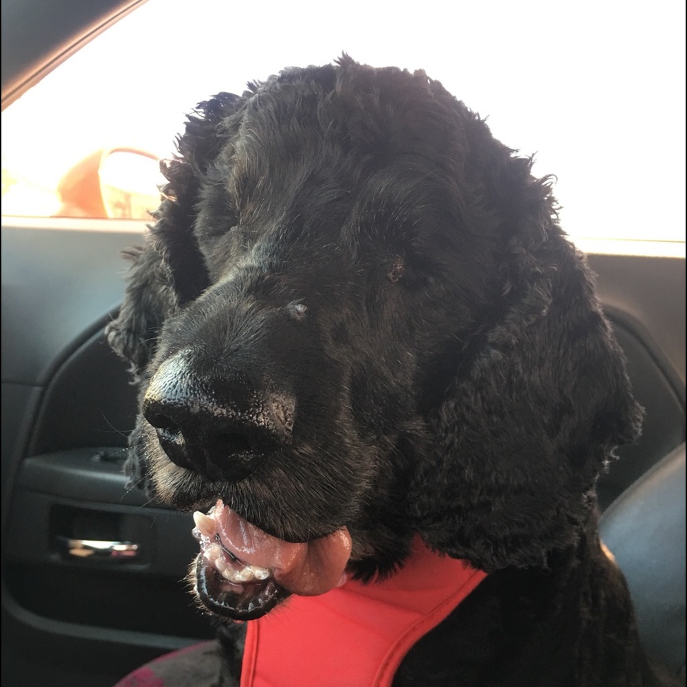 Meet your Posher, Veronica